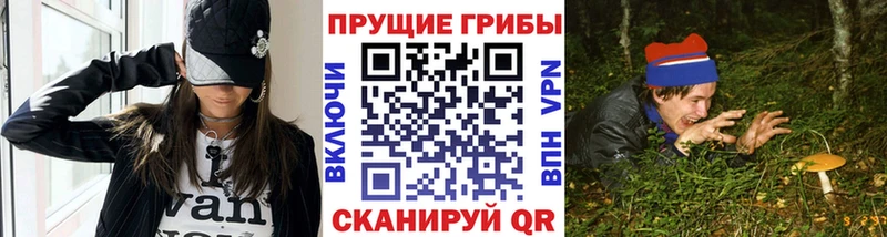 цены Курчалой Галлюциногенные грибы GOLDEN TEACHER